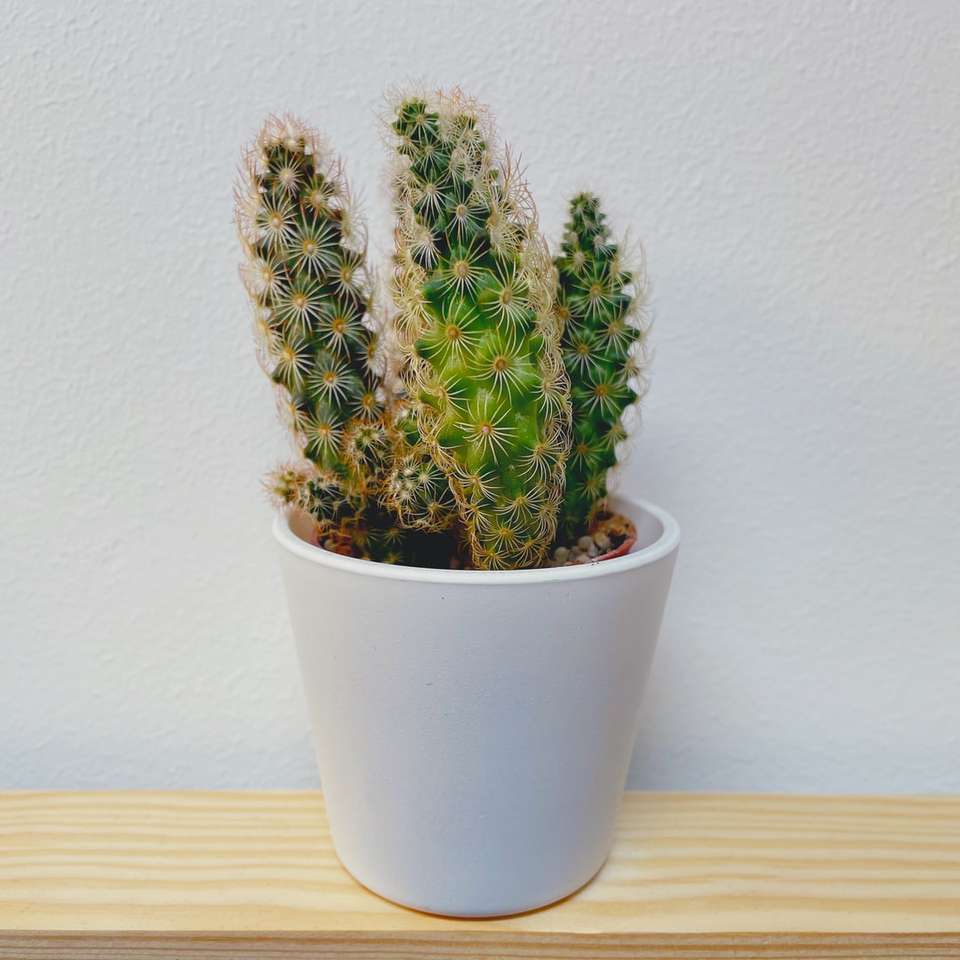 grüne Kaktuspflanze auf weißem Keramiktopf Online-Puzzle
