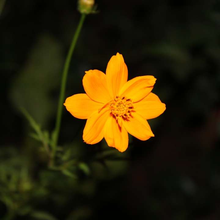flor amarela em lente tilt shift puzzle online