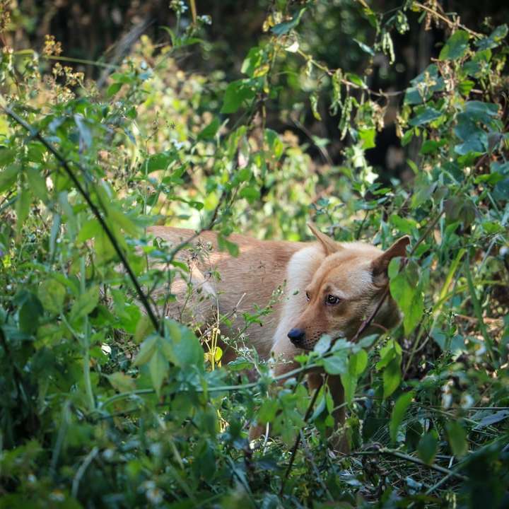 brązowy i biały pies krótkowłosy na zielonej trawie puzzle przesuwne online