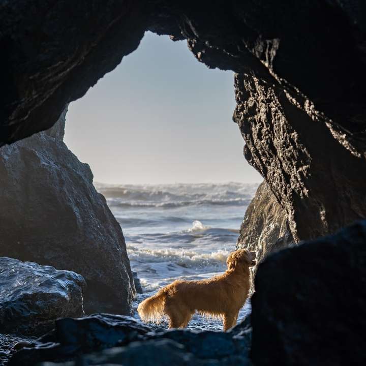 golden retriever on rocky shore during daytime sliding puzzle online