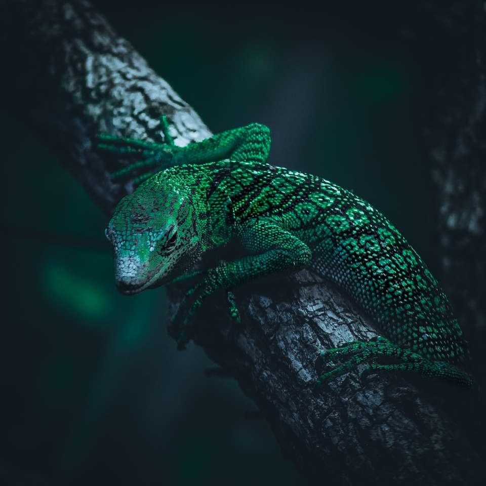 zelená ještěrka na hnědé větvi stromu posuvné puzzle online