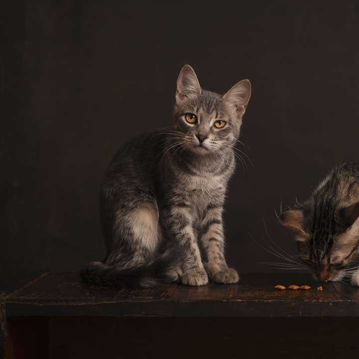 ασημένια τιγρέ γάτα σε καφέ ξύλινο τραπέζι online παζλ