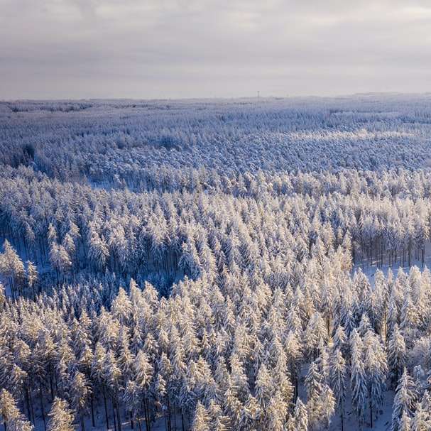 białe i brązowe drzewa pod białymi chmurami w ciągu dnia puzzle przesuwne online