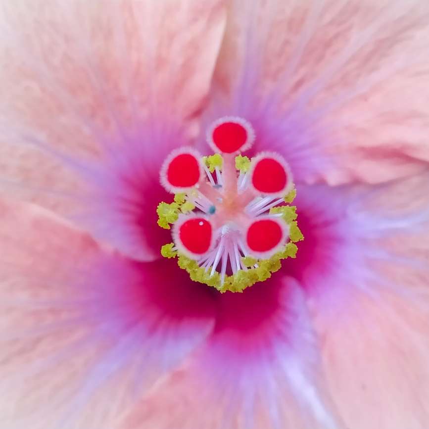 fleur rose en lentille macro puzzle en ligne