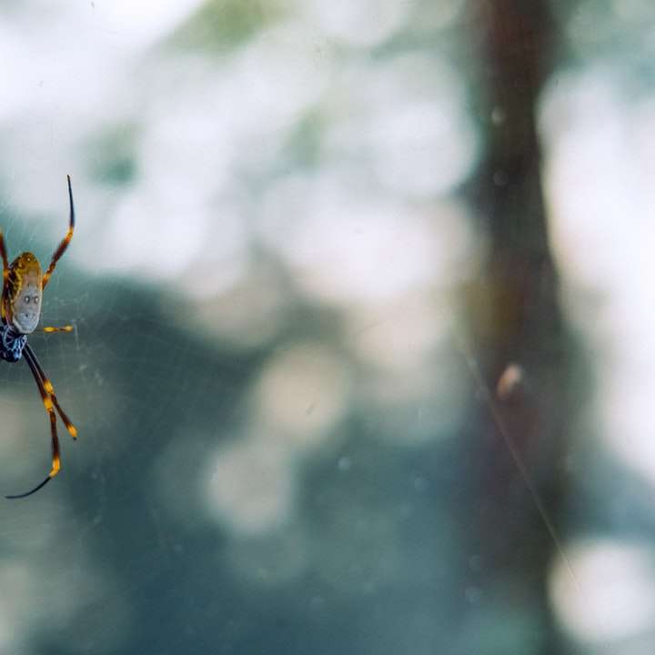 Araignée brune et noire sur le web en photographie rapprochée puzzle en ligne