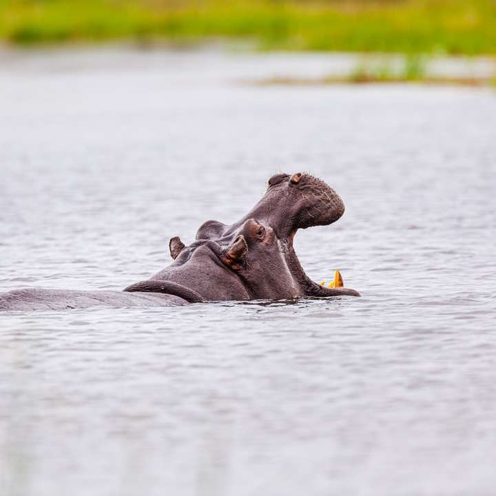 кафяво животно на вода през деня плъзгащ се пъзел онлайн