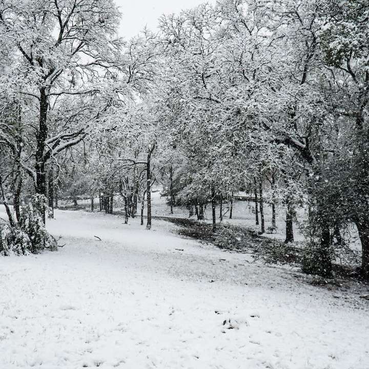昼間は雪に覆われた木々 スライディングパズル・オンライン
