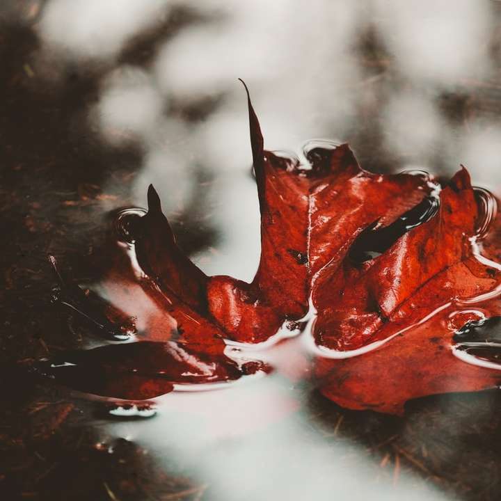 red and black leaf in close up photography online puzzle