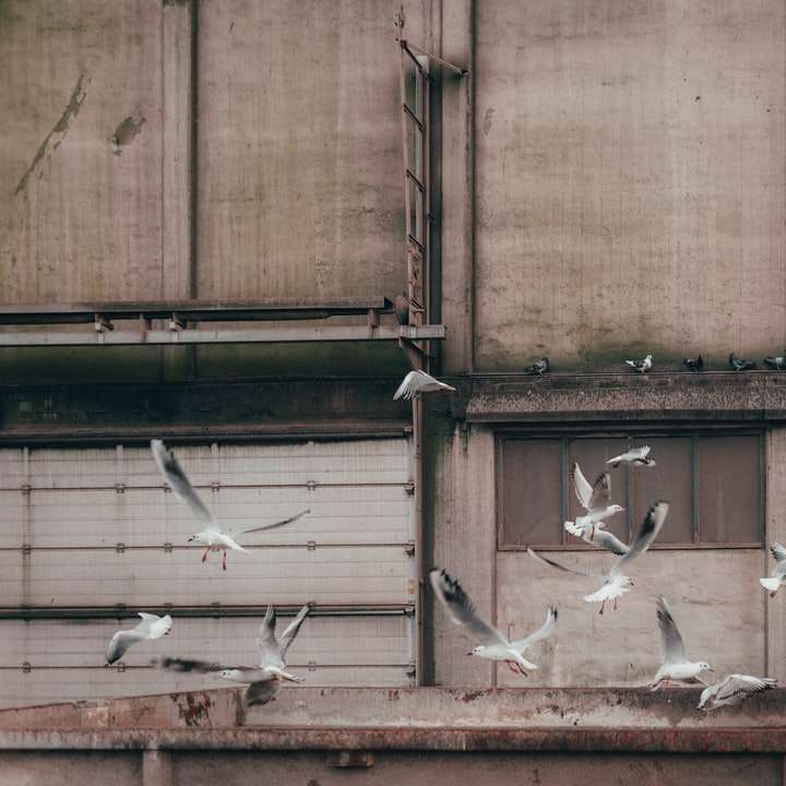 bílí ptáci na hnědé dřevěné stěně posuvné puzzle online