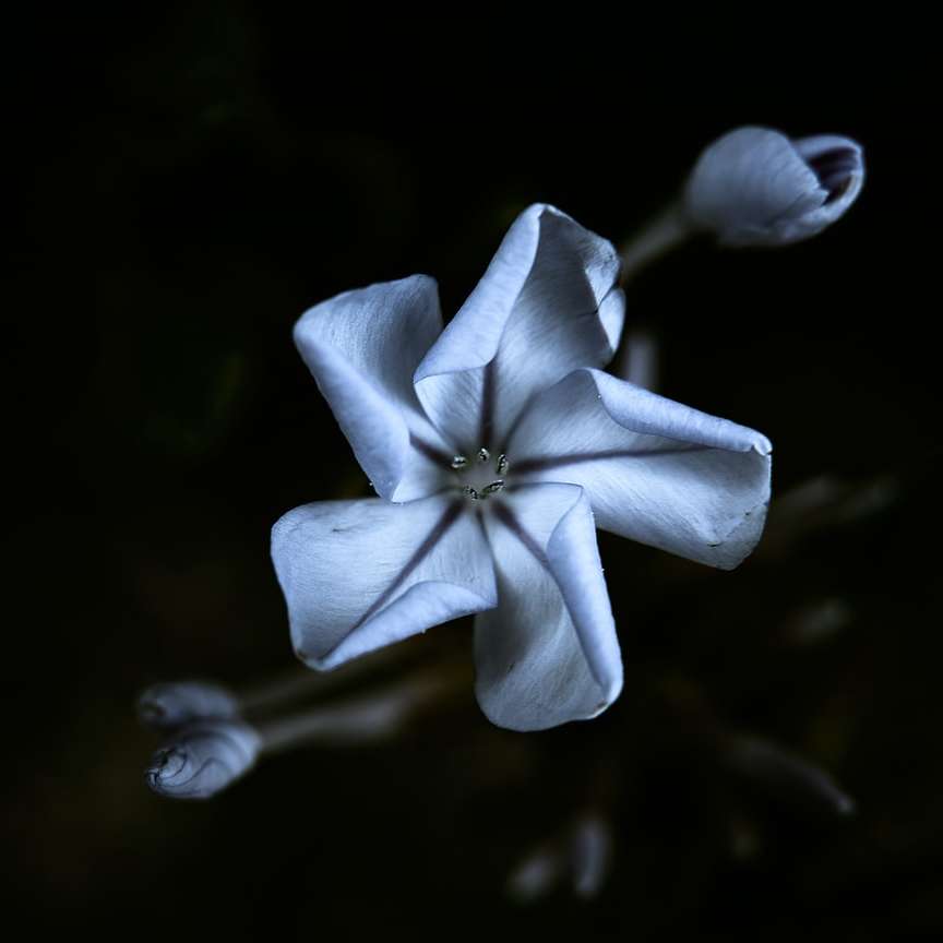 flor blanca sobre fondo negro puzzle deslizante online