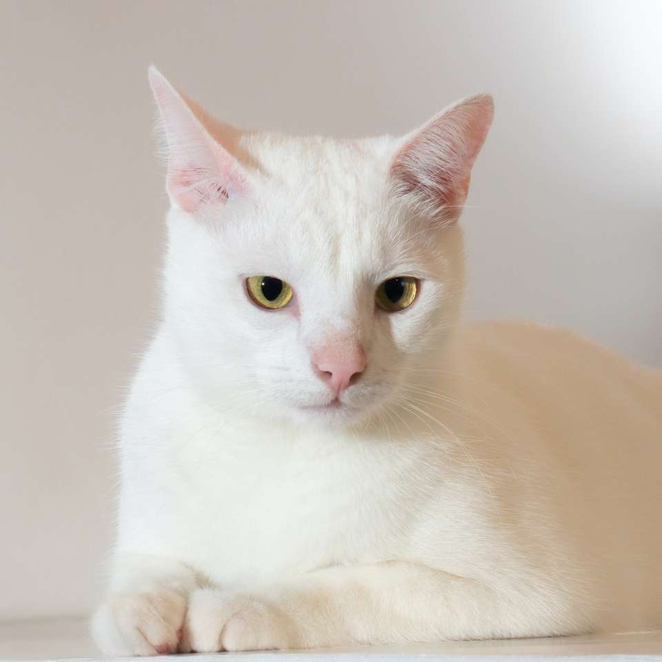 bílá kočka na bílém stole posuvné puzzle online