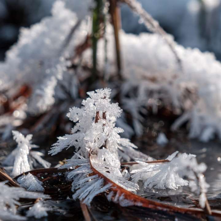 vit snö på brun trädgren Pussel online