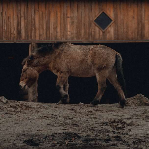 καφέ άλογο σε καφέ χώμα online παζλ