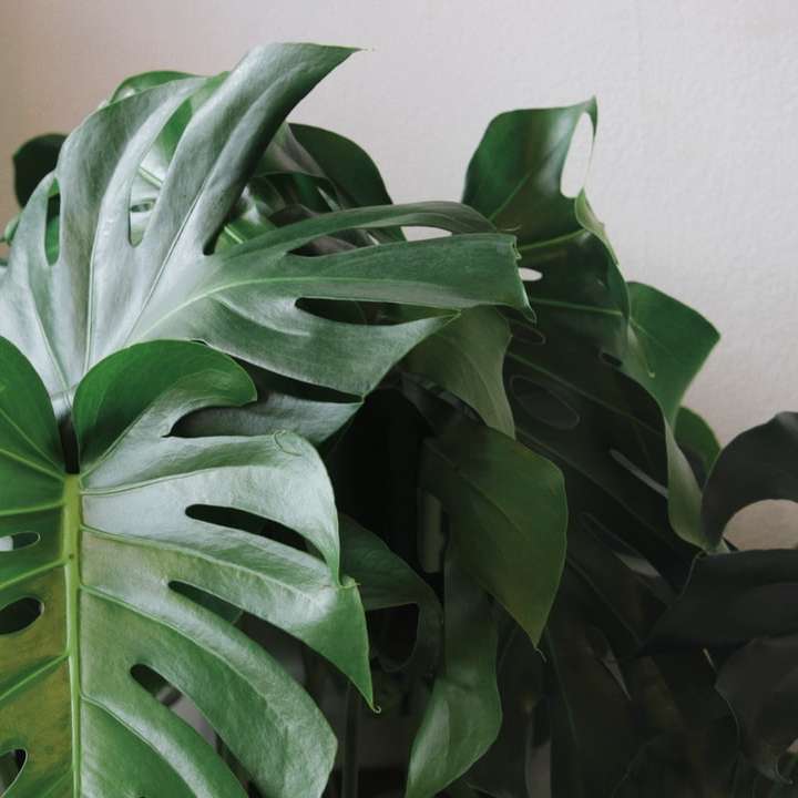 Зеленое растение возле белой стены онлайн-пазл