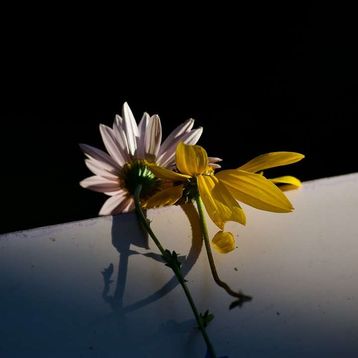 fleur jaune et blanche sur une surface blanche puzzle coulissant en ligne