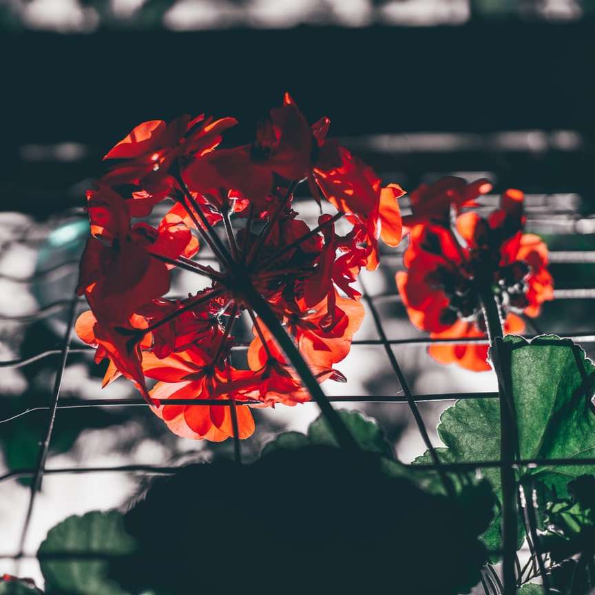 red flower in tilt shift lens online puzzle