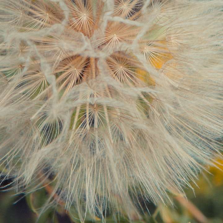 white dandelion in close up photography sliding puzzle online
