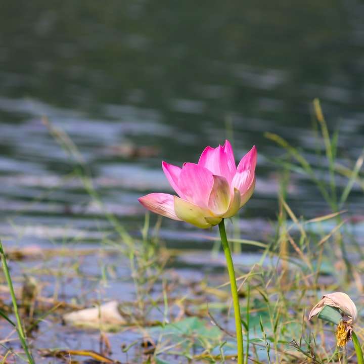 během dne kvete růžový lotosový květ online puzzle
