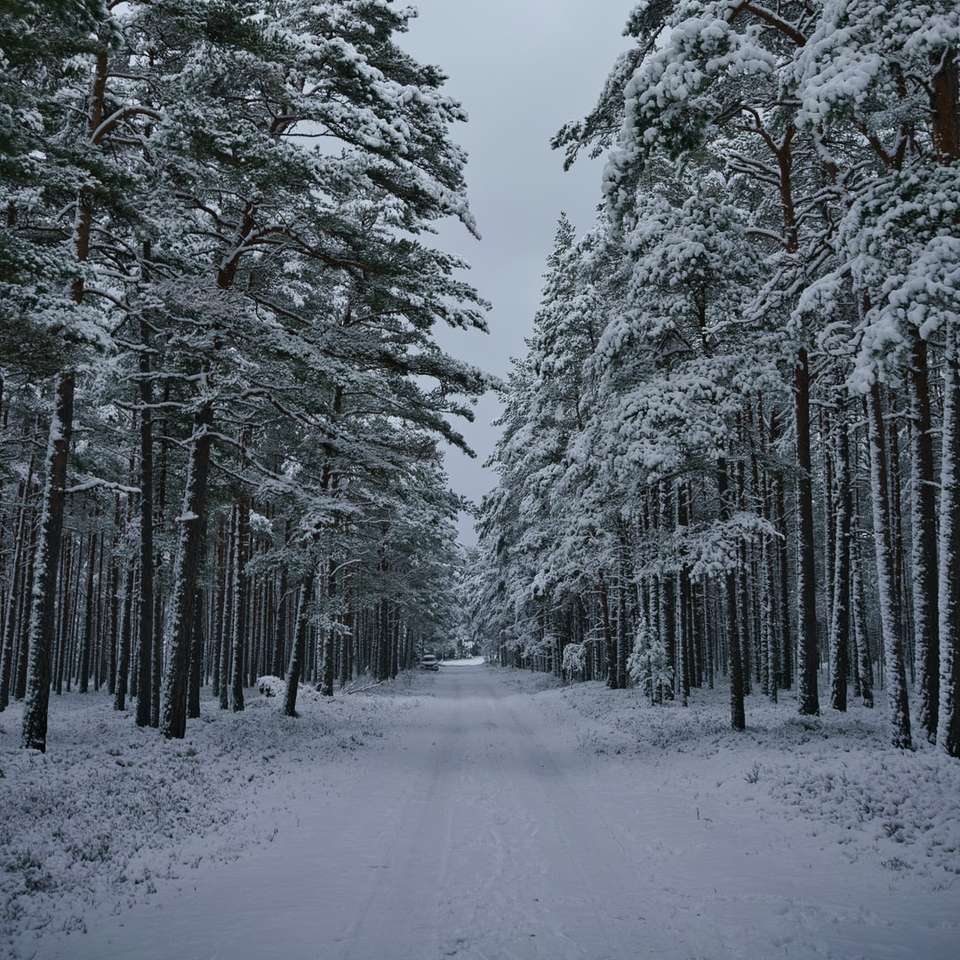 pokryte śniegiem drzewa w ciągu dnia puzzle przesuwne online