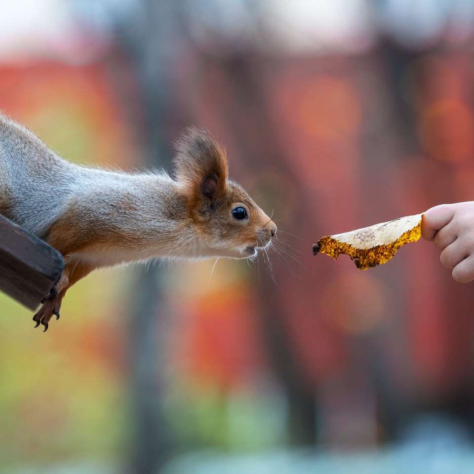 Écureuil brun mangeant du maïs pendant la journée puzzle coulissant en ligne