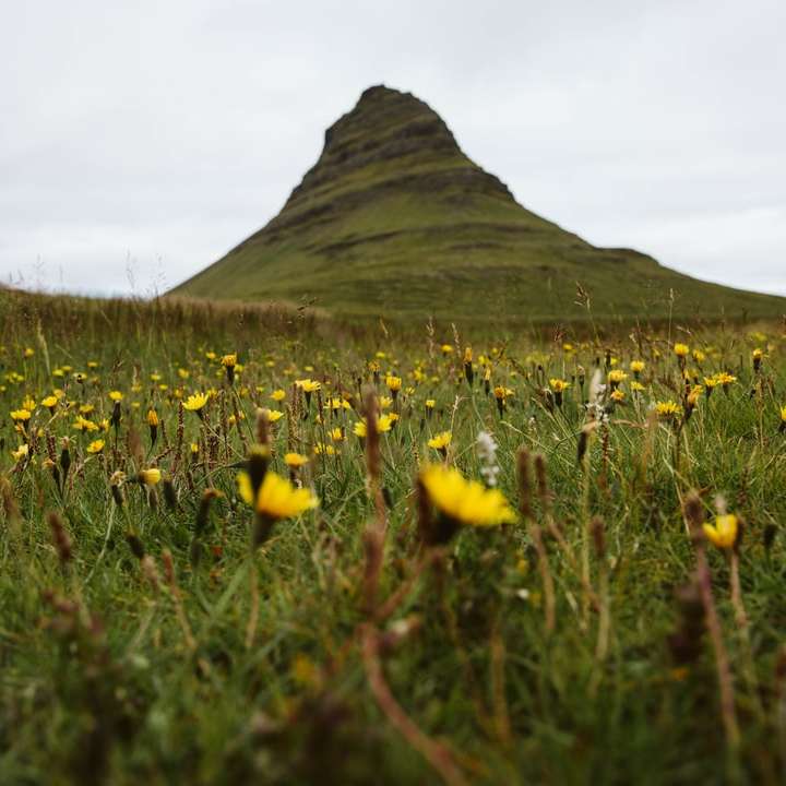 жовта квітка поле біля гори в денний час онлайн пазл