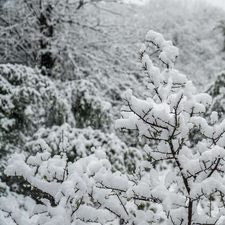 biały śnieg na gałęzi drzewa w ciągu dnia puzzle online