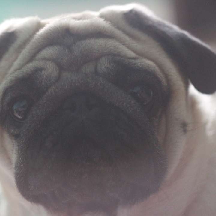 fawn pug on focus photo online puzzle