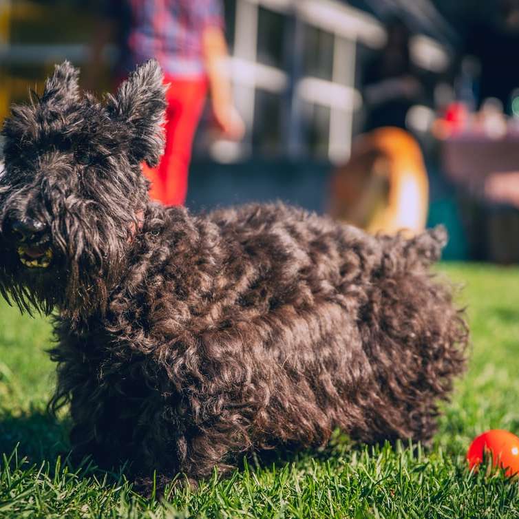 cachorro pequeno de casaco comprido preto em campo de grama verde puzzle deslizante online