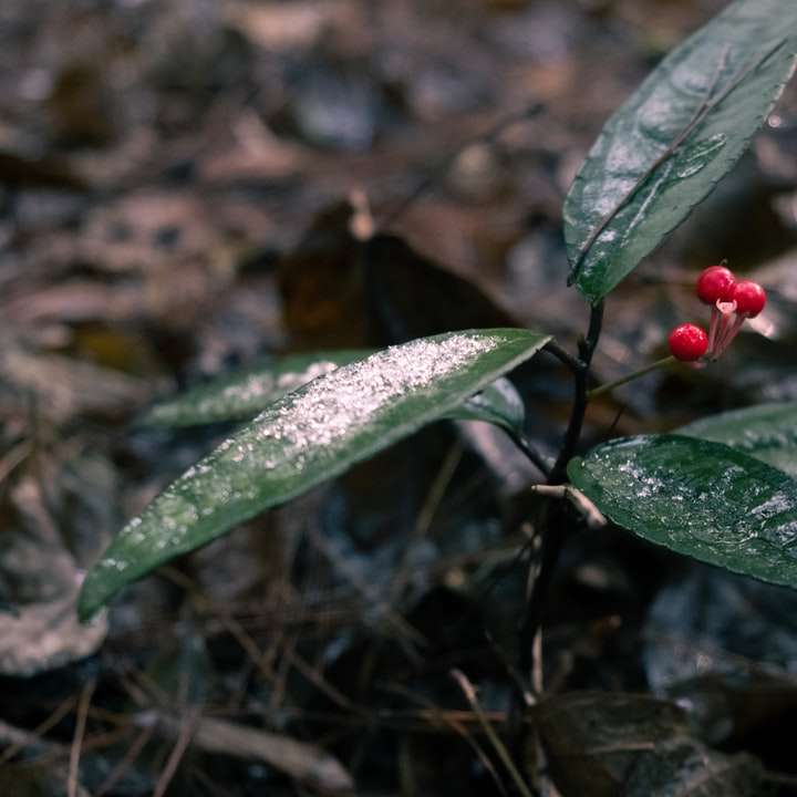 czerwone okrągłe owoce na zielonych liściach puzzle online