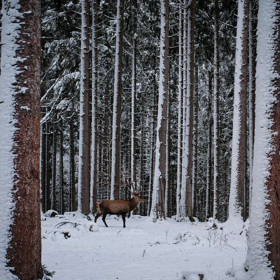 brązowy jeleń na ziemi pokrytej śniegiem w pobliżu drzew w ciągu dnia puzzle online
