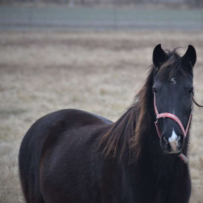 черен кон на поле с кафява трева през деня онлайн пъзел