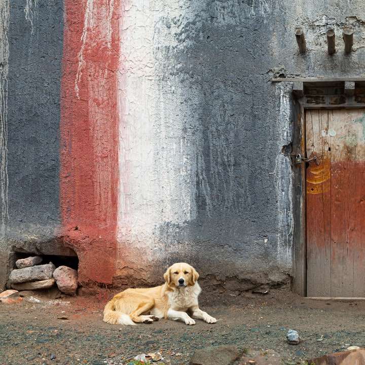 2 brązowe psy o krótkiej sierści leżące na szarej betonowej podłodze puzzle przesuwne online