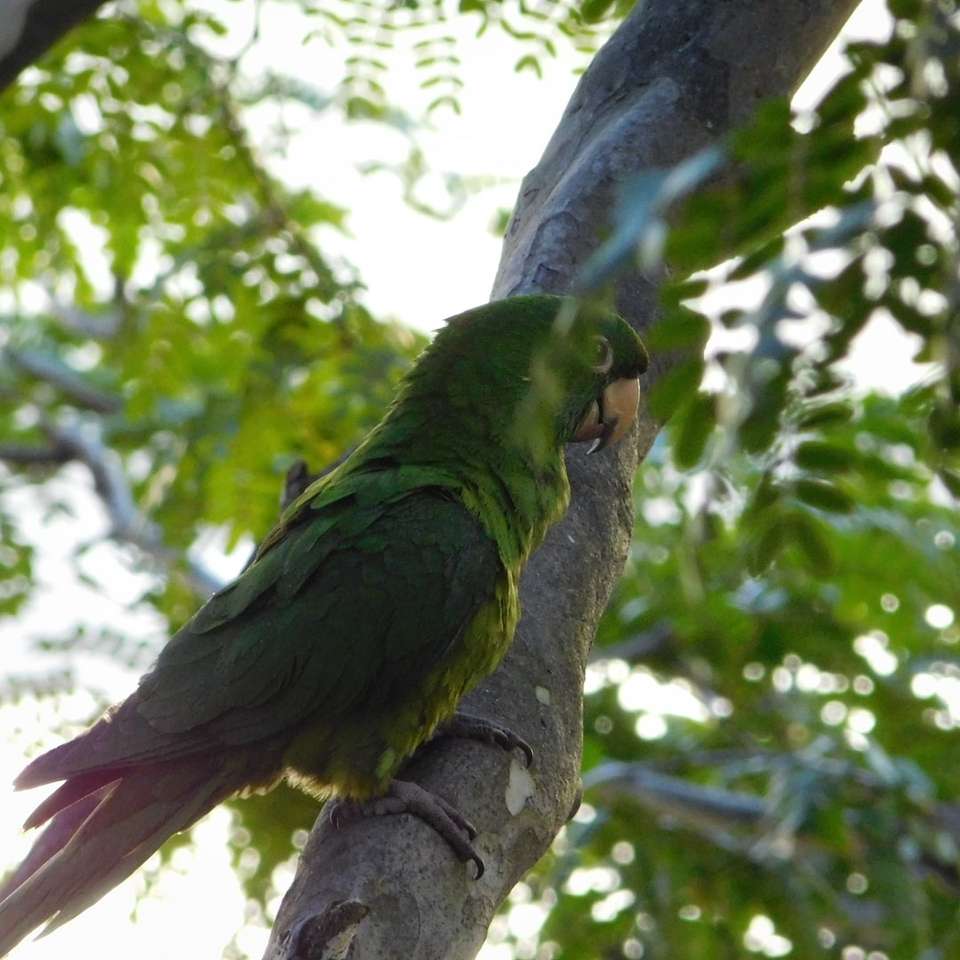 зелений папуга на коричневій гілці дерева в денний час онлайн пазл