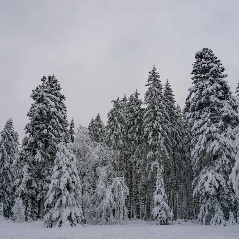 met sneeuw bedekte pijnbomen overdag online puzzel