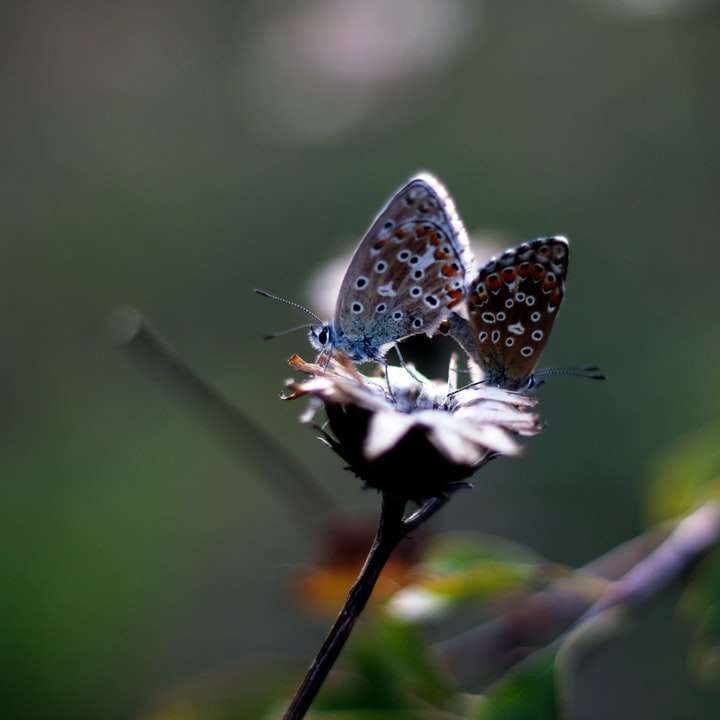 niebieski i biały motyl siedzący na brązowym patyku puzzle przesuwne online