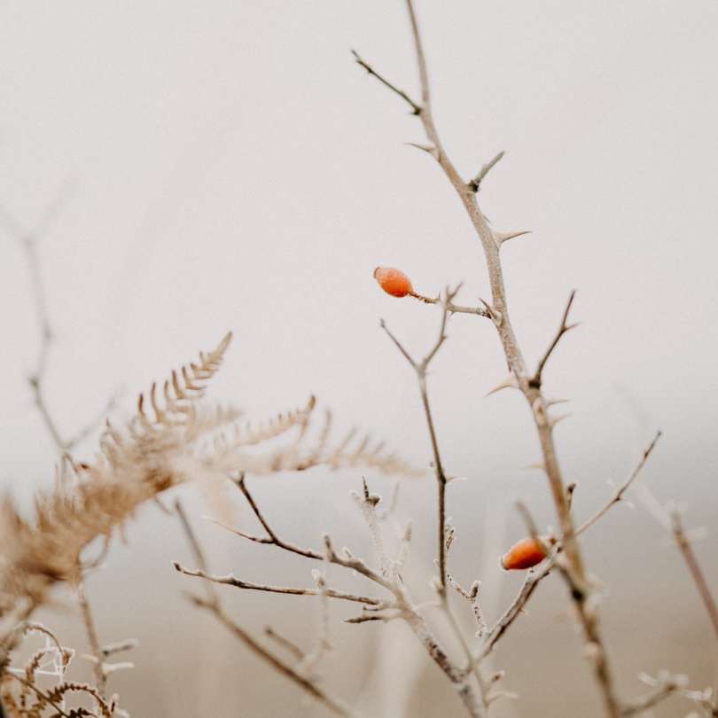 braune Pflanze mit weißem Schnee Schiebepuzzle online
