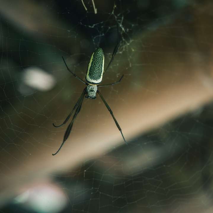 zielony i czarny pająk w sieci w fotografii z bliska puzzle przesuwne online