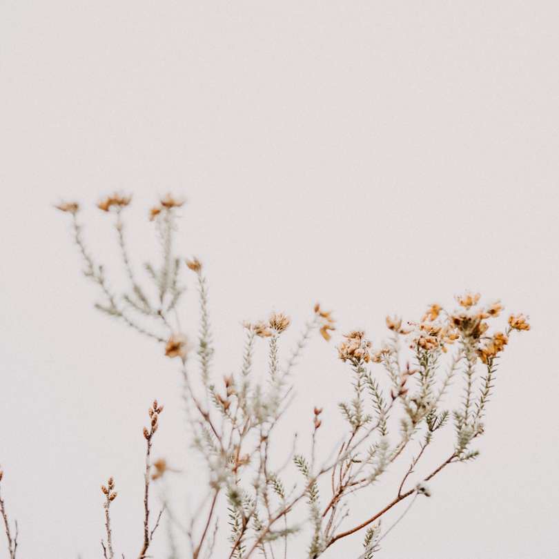 Planta marrón y blanca bajo un cielo blanco durante el día. puzzle deslizante online