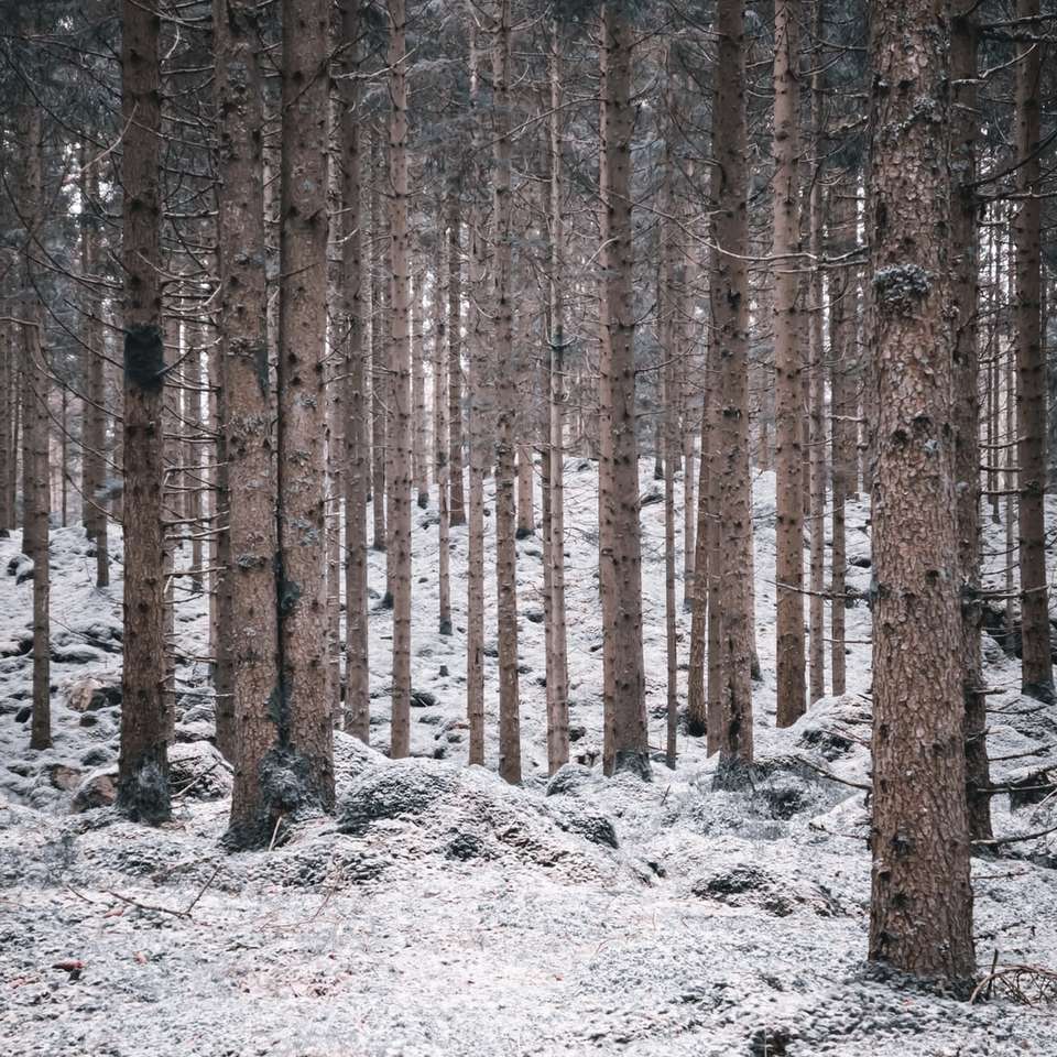 brązowe drzewa na białym tle pokryte śniegiem w ciągu dnia puzzle przesuwne online