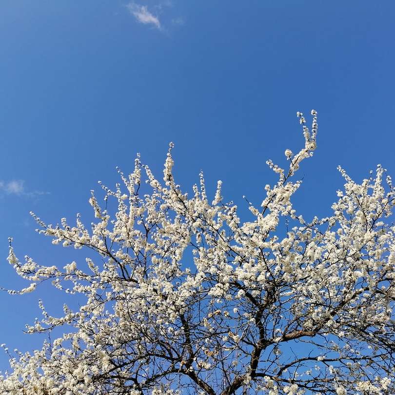 vit körsbärsblom under blå himmel under dagtid Pussel online