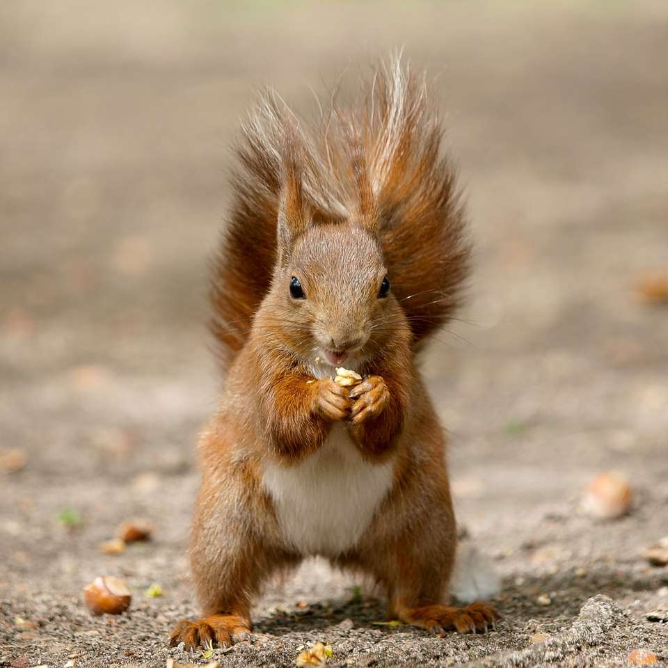 braunes Eichhörnchen auf grauem Grund während des Tages Schiebepuzzle online