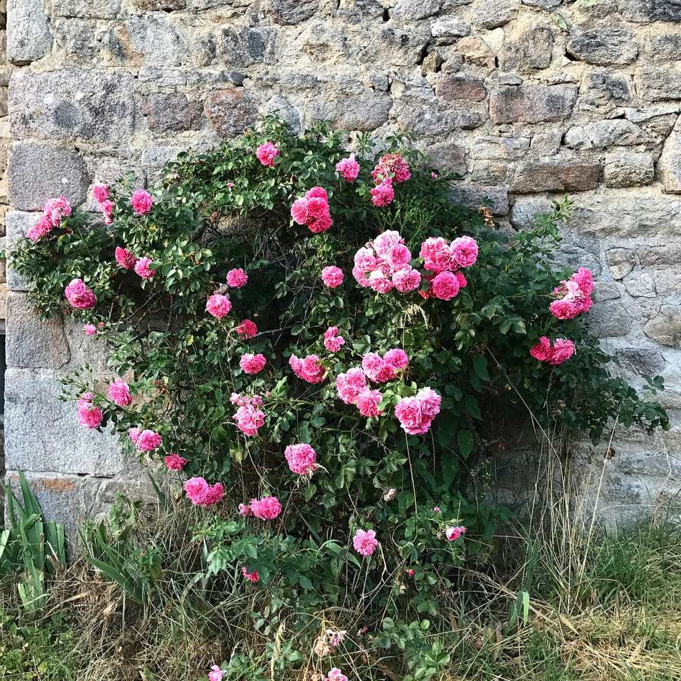 różowe kwiaty obok szarej betonowej ściany puzzle przesuwne online