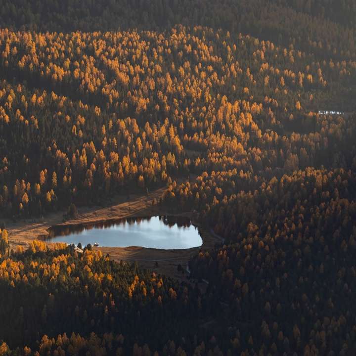 widok z lotu ptaka na zielone drzewa w pobliżu jeziora w ciągu dnia puzzle przesuwne online