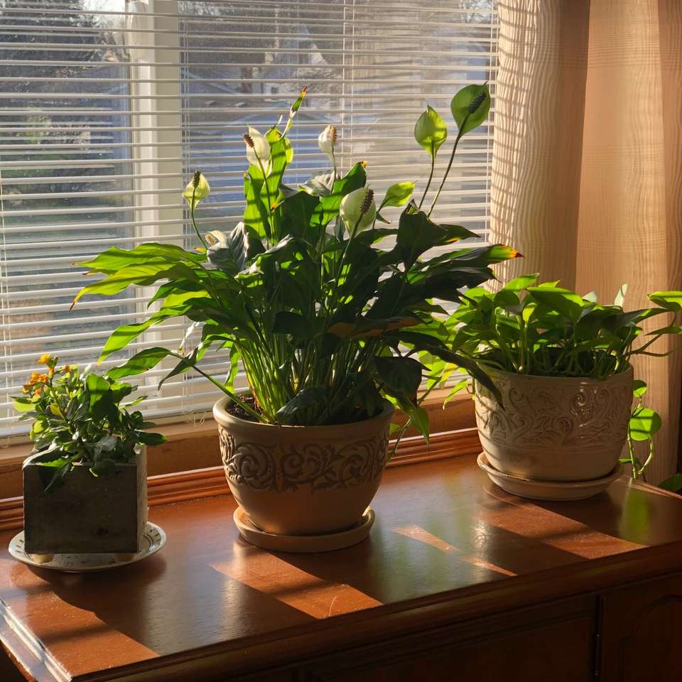 pianta verde su vaso di terracotta marrone puzzle online