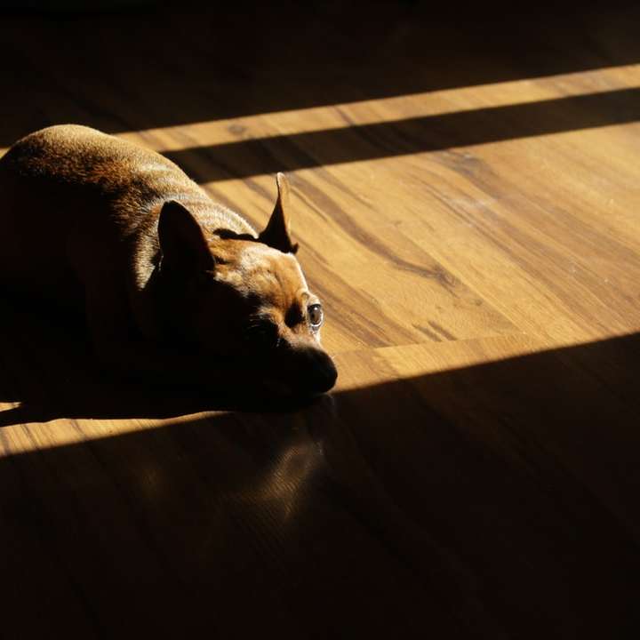 кафяво куче с късо покритие, лежащо на кафяв дървен под онлайн пъзел