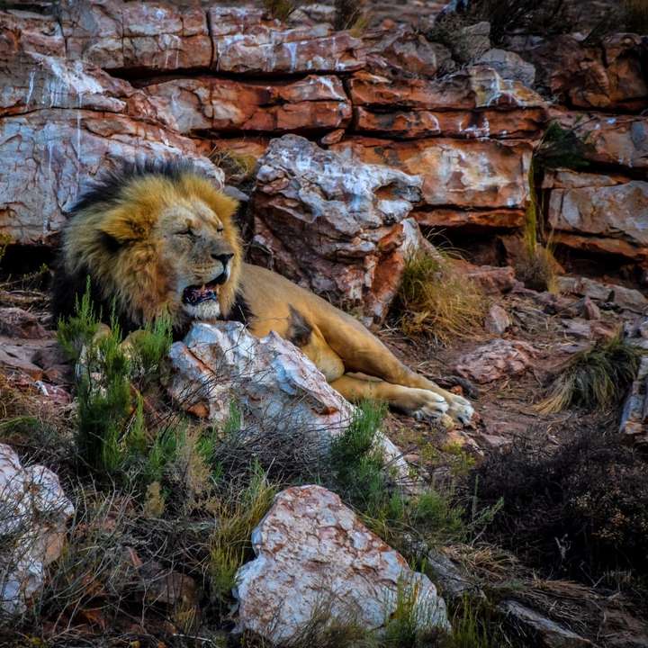 leeuw die overdag op rots ligt schuifpuzzel online