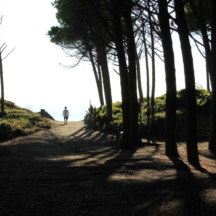 човек, който ходи по пътеката между дърветата през деня плъзгащ се пъзел онлайн