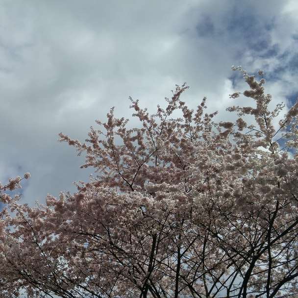 brązowe drzewo liściaste pod białymi chmurami i błękitnym niebem puzzle online
