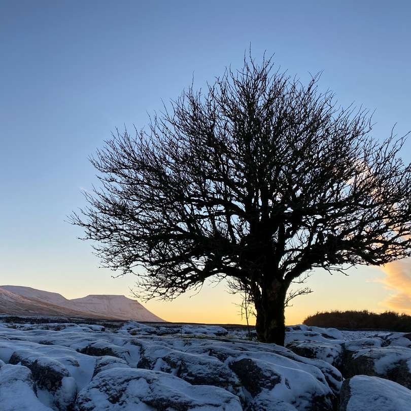bezlistý strom na zasněženém poli během dne online puzzle