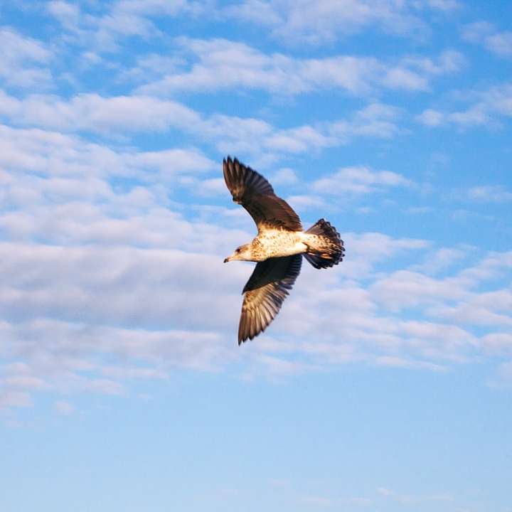 bruine en witte vogel die overdag onder de blauwe hemel vliegt schuifpuzzel online